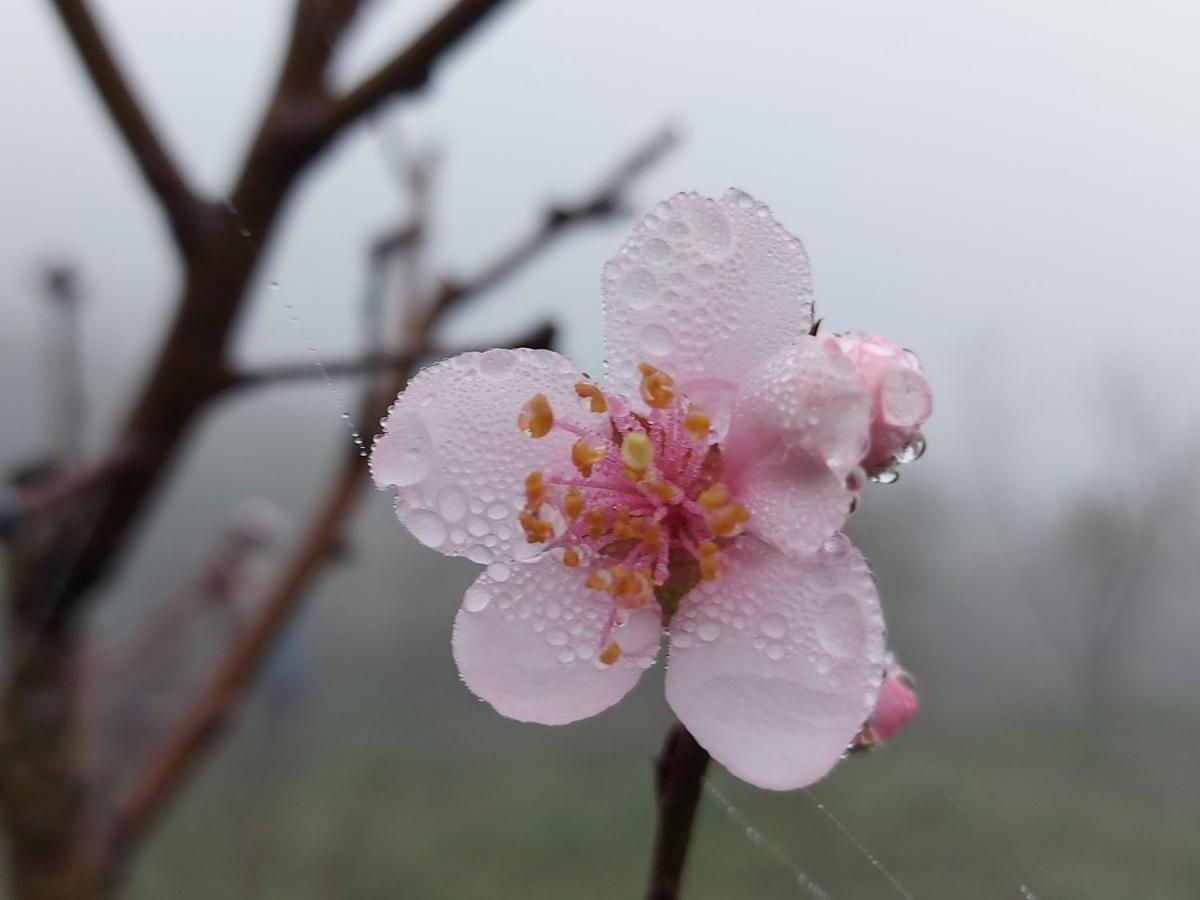 Appartamento Moc Chau Peachy Garden Esterno foto